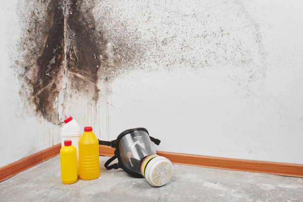 Best Office Mold Removal Services  in Waterflow, NM