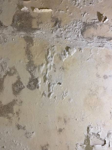 Best Mold Cleaning Services  in Waterflow, NM